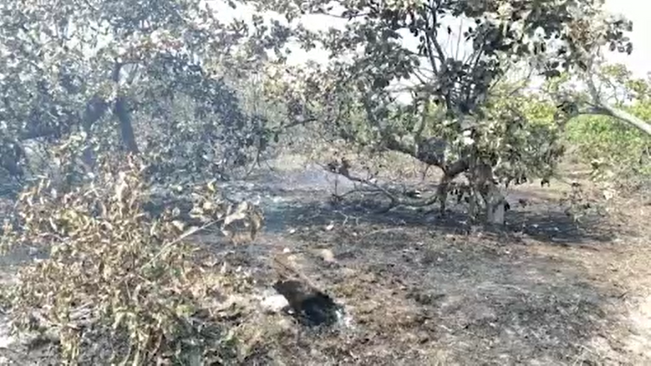Forest fire in front of the village