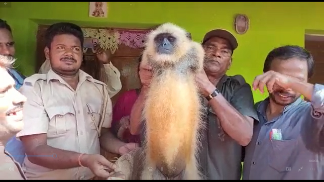 Monkey's terror in Tangi Khordha