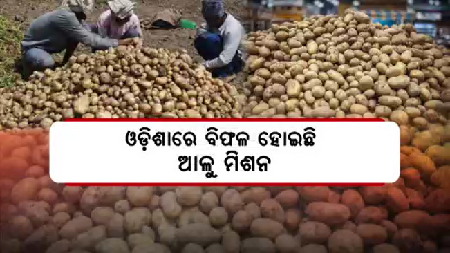 Potato Mission has failed in Odisha