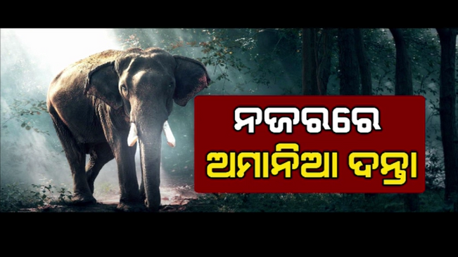 forest department's big plan to prevent human-elephant poaching
