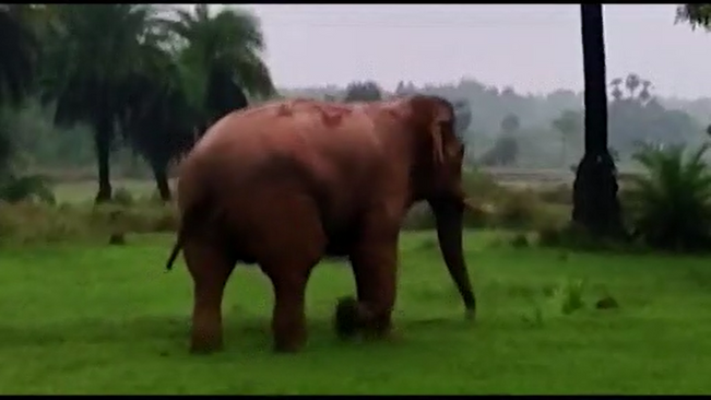 elephant terror in jharsuguda