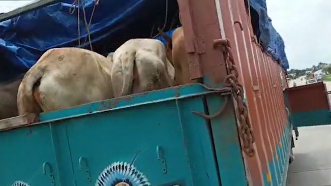 Police failed to stop theft of cattle