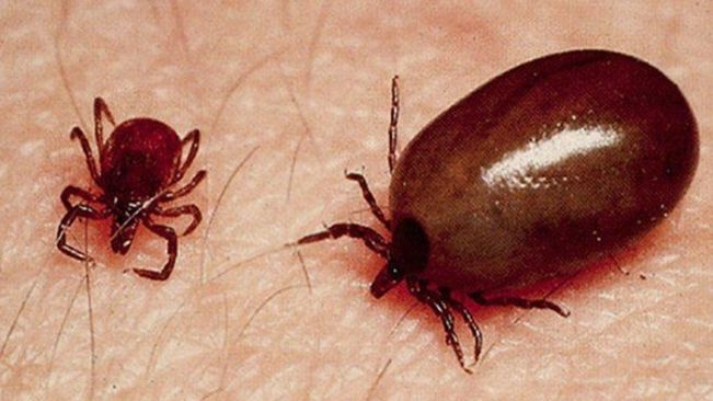 Scrub typhus raising
