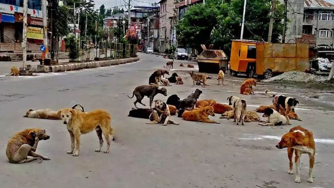 Toddler Mauled To Death By Stray Dogs In Hyderabad