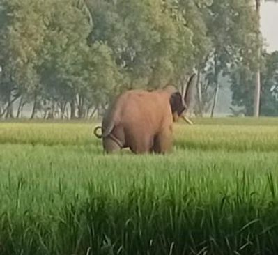 Puri: Elephant terror in Puri district Pipili.