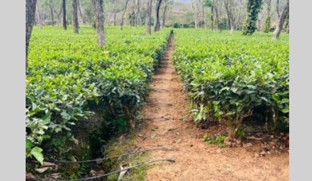 'Climate change, global warming impacted tea plantation in Assam'