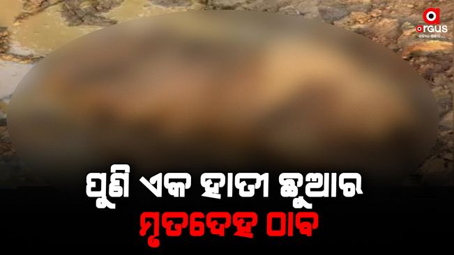 Yet another dead body of a baby elephant rescued in Dhenkanal