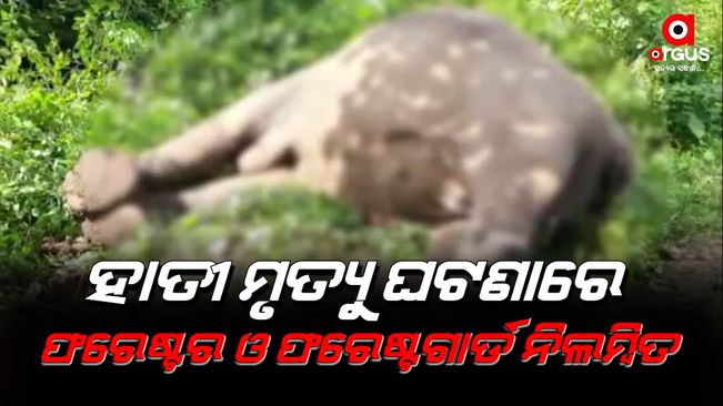 In case of elephant death in Keonjhar: Forester and forest guard suspended