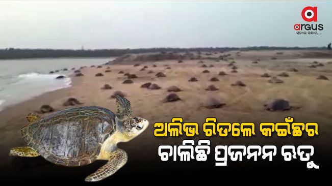 Olive Ridley turtles are in breeding season