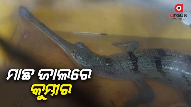 A 3-foot crocodile fell into the trap