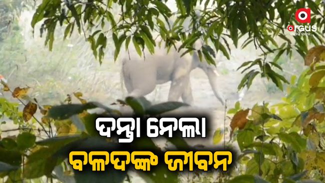 Angul: Farmer's 2 cattle died in elephant attack