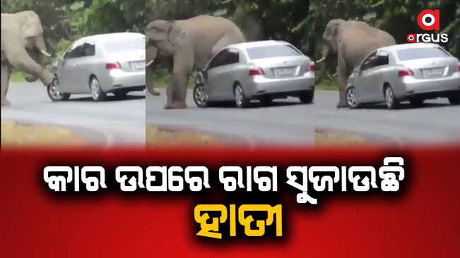 elephant-viral-video