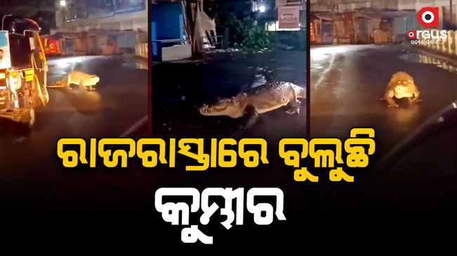 Crocodile walking on the road, the video went viral