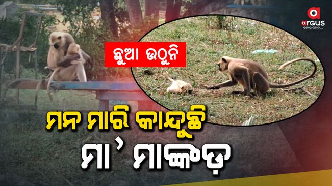 Mother monkey is crying, very heart melt seen bhadrak