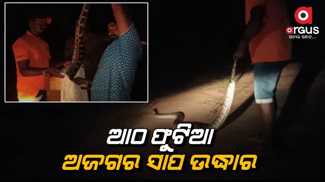 A 8-foot python was rescued from the slum area of Phulbani