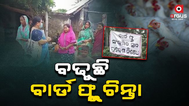 Bird flu is causing concern, 30,000 chickens have died