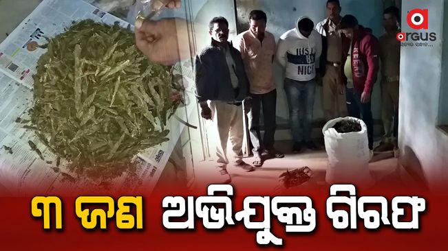 15kg cannabis seized in Kuchinda, 3 arrested by the excise department