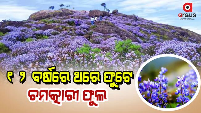 After 12 years Neelakurinji flowers bloom in Tamil Nadu’s Nilgiri Hills