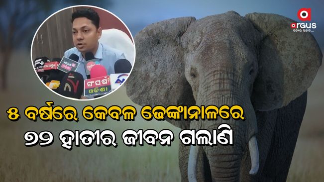 In 5 years only in Dhenkanal 72 elephant killed-till-now