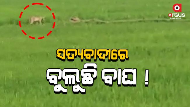 The video of the tiger walking is going viral