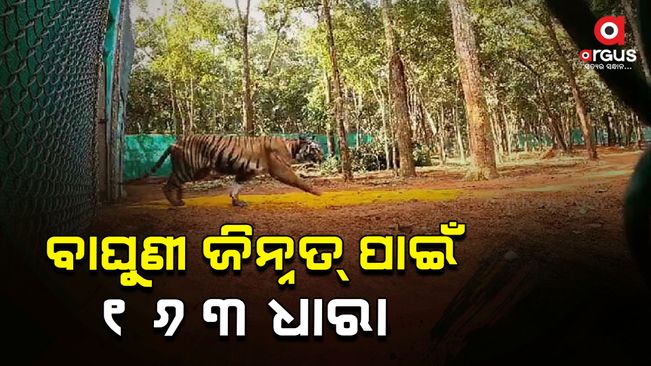 Indian Penal Code Section 163 issued in Jharkhand for tigress Zeenat