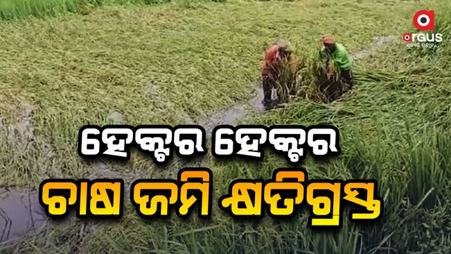 The storm has broken the backbone of balasore farmers