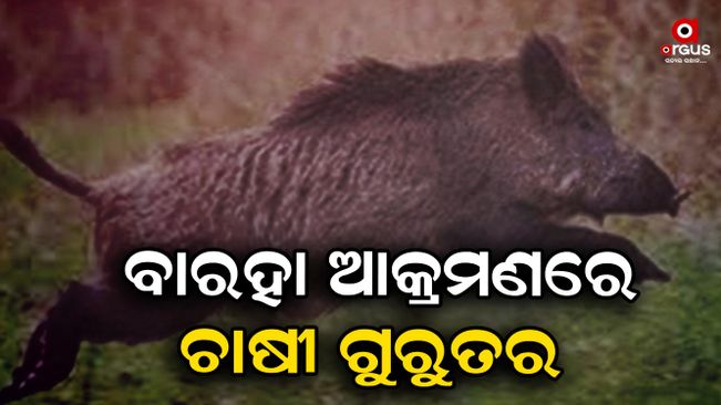Baraha attack to farmer in dhenkanal odisha