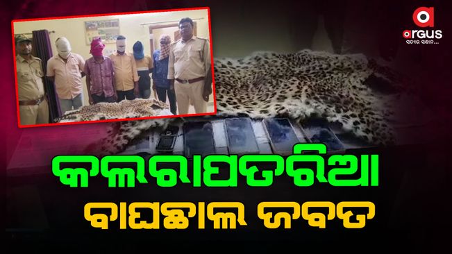 Forest department caught while dealing in tiger pelt, 5 accused arrested with tiger pelt seizure