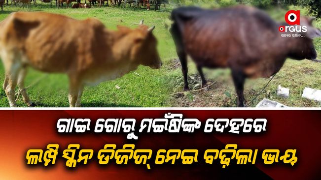Odisha issues advisory to 14 districts against Lumpy Skin Disease of Cattle, buffaloes