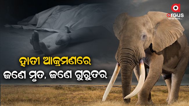 One dead, one serious injured in elephant attack