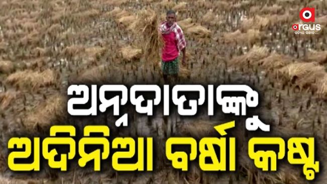 A day's rain in West Odisha has spoiled the gold crop