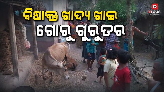 Jajpur cow death case