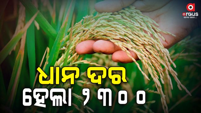 Subsidy price of paddy increased to Rs.2300