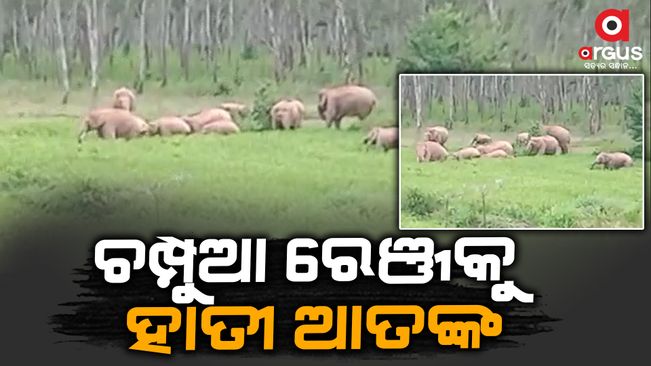 Elephant Terror In Champua Keonjhar | Argus News