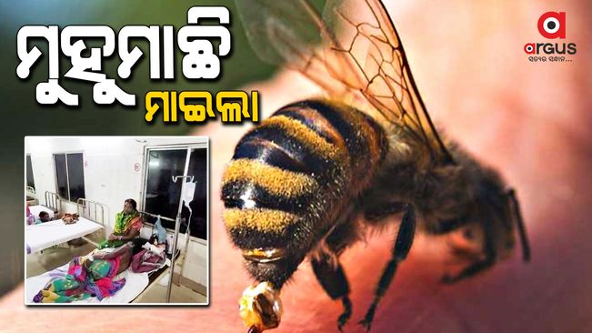 A woman is seriously injured by a bee attack in Keonjhar