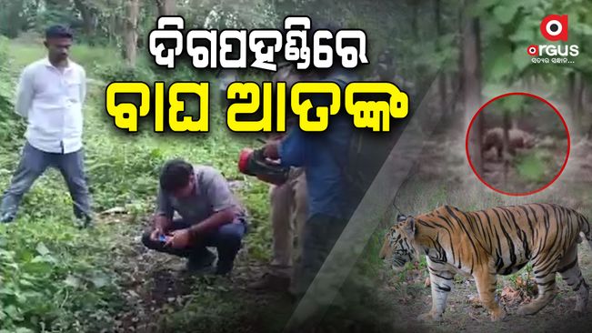 Tiger terror in the village of Degapahandi Khamari