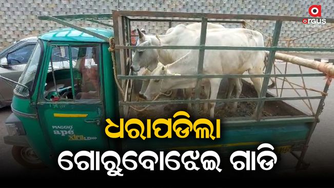 again-cattle-rescue-in-khordha