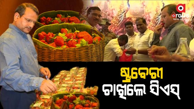 Chief Secretary Taking the Flavor of Koraput Strawberry