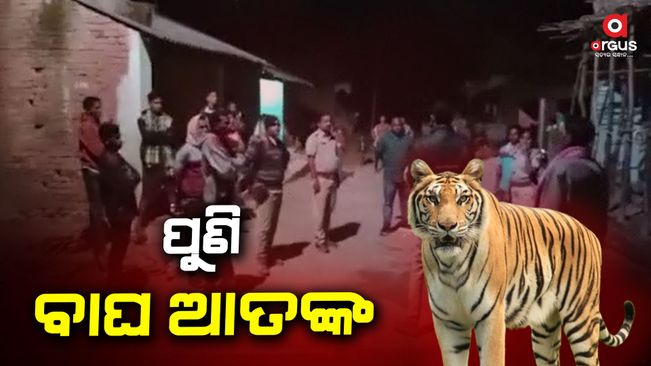 Again the tiger terror, the photo caught on camera