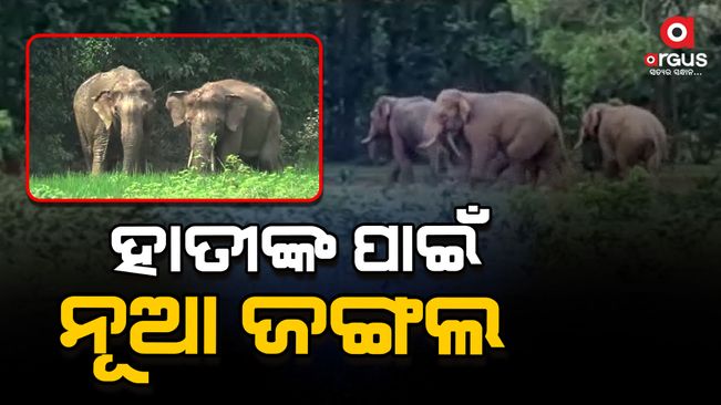 The government will create more forests for the protection of elephants