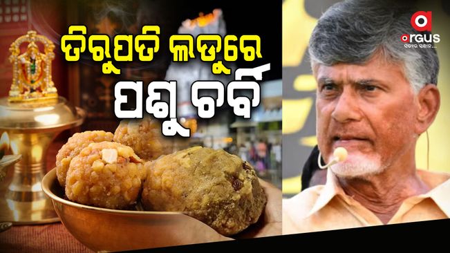 TDP claims ‘beef tallow’ in Tirupati laddus, shows 'lab report' from Gujarat