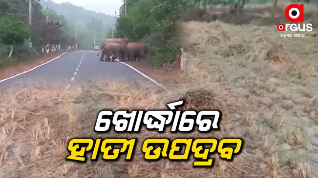 Elephant terror in khordha