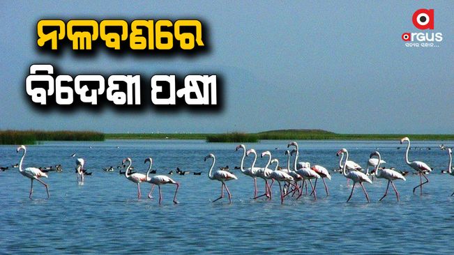 Different types of exotic bird are coming to Chilika