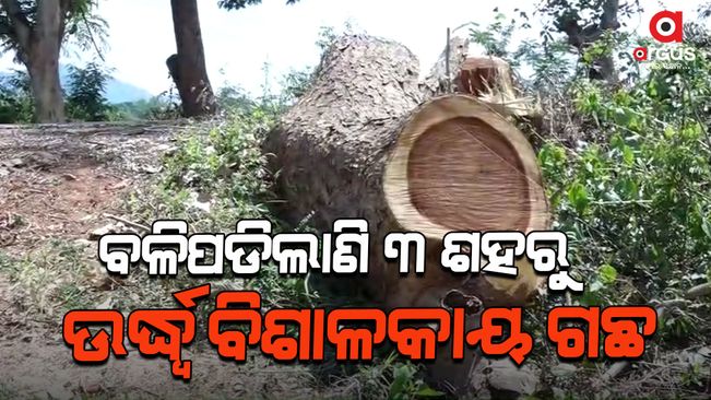 More than 300 huge trees have been felled on this road connecting Puri-Nyagarh Bypass Road from Nayagarh to Ranpur