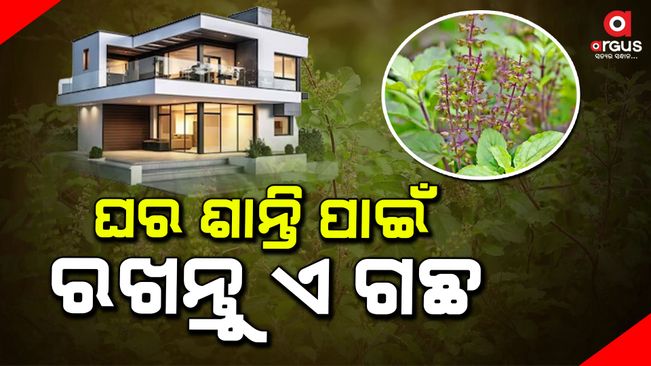 vastu-shastra-tips-keep-basil-tree-tulsi-plant-on-house-main-entrance-door-help-you-to-get-success-happiness-remains-in-family