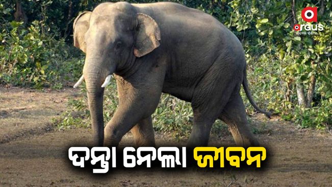 Husband dead, wife critical in elephant attack in Dhenkanal