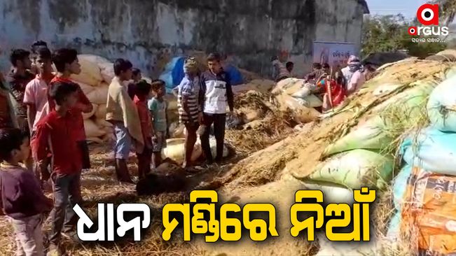 More than 30 sacks of grain are destroyed in a dhana Mandi in Ganjam