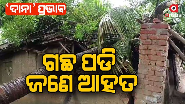 cyclone effect; A tree fell while sleeping at night, 1 seriously injured