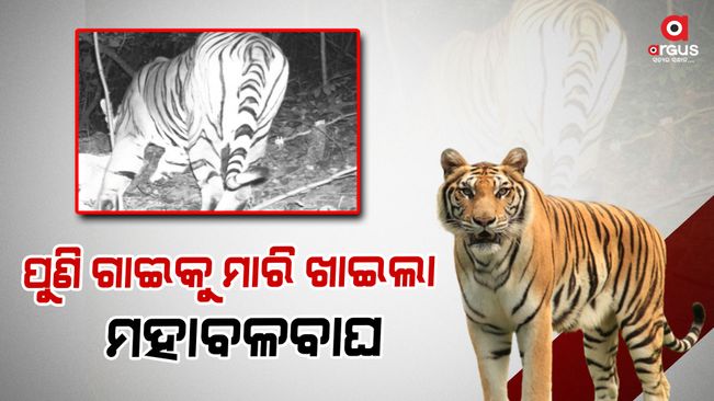 tiger-terror-in-gajapati-tiger-killed-one-cow-in-ghumusur-panchayat