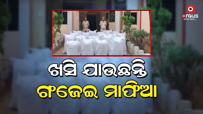 529 kg cannabis seized, 6 arrested in kandhamal